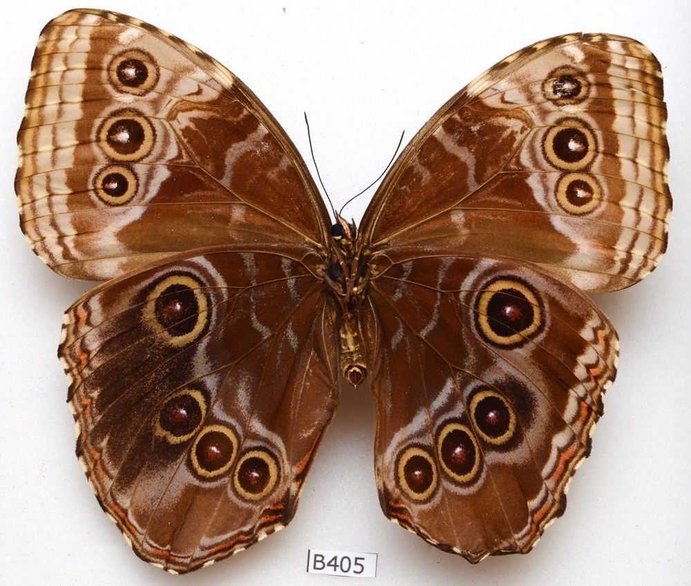 Morpho helenor female (verso aberration costa rica) (Internet Image property of respective owner, non-commercial use only)